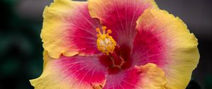 Preview wallpaper hibiscus, flower, pollen, macro, petals