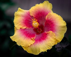 Preview wallpaper hibiscus, flower, pollen, macro, petals