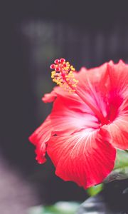 Preview wallpaper hibiscus, flower, red, closeup
