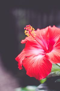 Preview wallpaper hibiscus, flower, red, closeup