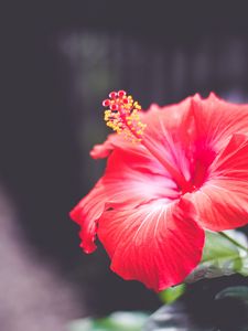 Preview wallpaper hibiscus, flower, red, closeup