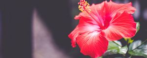 Preview wallpaper hibiscus, flower, red, closeup