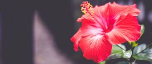 Preview wallpaper hibiscus, flower, red, closeup