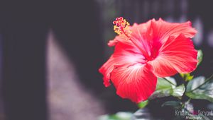 Preview wallpaper hibiscus, flower, red, closeup