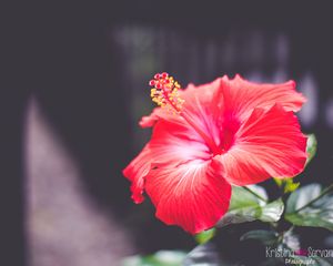 Preview wallpaper hibiscus, flower, red, closeup