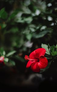 Preview wallpaper hibiscus, flower, red, macro