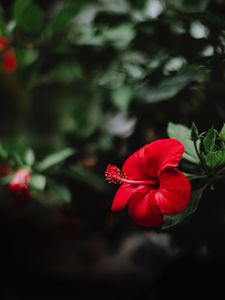 Preview wallpaper hibiscus, flower, red, macro