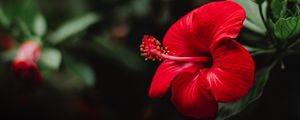 Preview wallpaper hibiscus, flower, red, macro