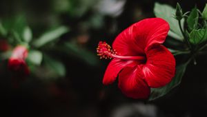 Preview wallpaper hibiscus, flower, red, macro