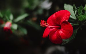 Preview wallpaper hibiscus, flower, red, macro