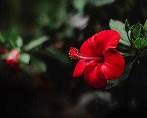 Preview wallpaper hibiscus, flower, red, macro