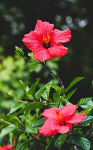 Preview wallpaper hibiscus, flower, red, plant, bloom