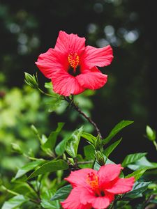 Preview wallpaper hibiscus, flower, red, plant, bloom