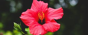 Preview wallpaper hibiscus, flower, red, plant, bloom