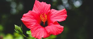 Preview wallpaper hibiscus, flower, red, plant, bloom