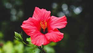 Preview wallpaper hibiscus, flower, red, plant, bloom