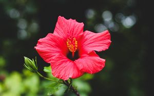 Preview wallpaper hibiscus, flower, red, plant, bloom