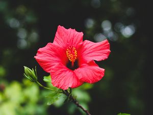 Preview wallpaper hibiscus, flower, red, plant, bloom