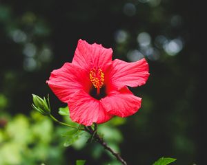 Preview wallpaper hibiscus, flower, red, plant, bloom