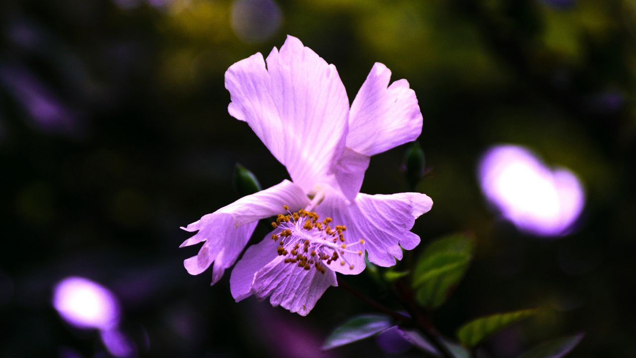 Wallpaper hibiscus, flower, violet