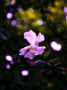 Preview wallpaper hibiscus, flower, violet