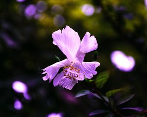 Preview wallpaper hibiscus, flower, violet