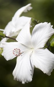 Preview wallpaper hibiscus, flower, white, petals