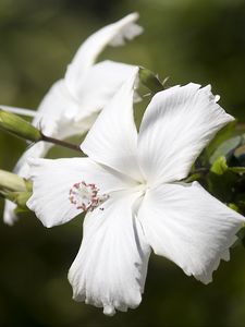 Preview wallpaper hibiscus, flower, white, petals