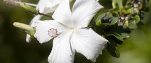 Preview wallpaper hibiscus, flower, white, petals