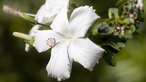 Preview wallpaper hibiscus, flower, white, petals