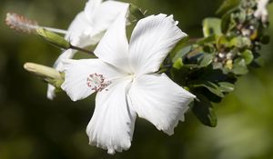 Preview wallpaper hibiscus, flower, white, petals