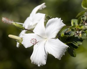 Preview wallpaper hibiscus, flower, white, petals