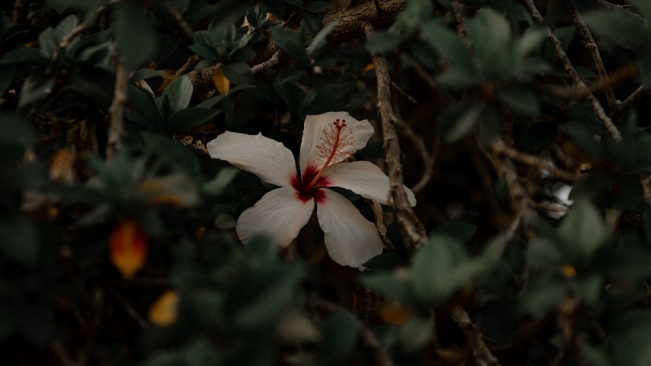 Wallpaper hibiscus, flower, white, branches, leaves