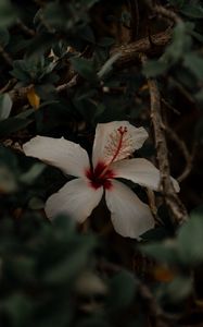 Preview wallpaper hibiscus, flower, white, branches, leaves