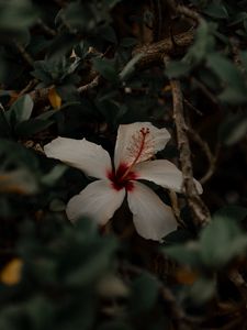 Preview wallpaper hibiscus, flower, white, branches, leaves