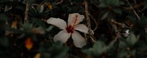 Preview wallpaper hibiscus, flower, white, branches, leaves