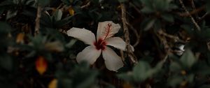 Preview wallpaper hibiscus, flower, white, branches, leaves