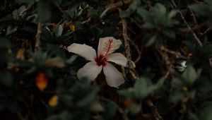 Preview wallpaper hibiscus, flower, white, branches, leaves