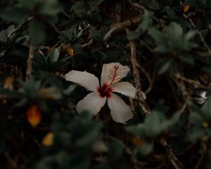 Preview wallpaper hibiscus, flower, white, branches, leaves