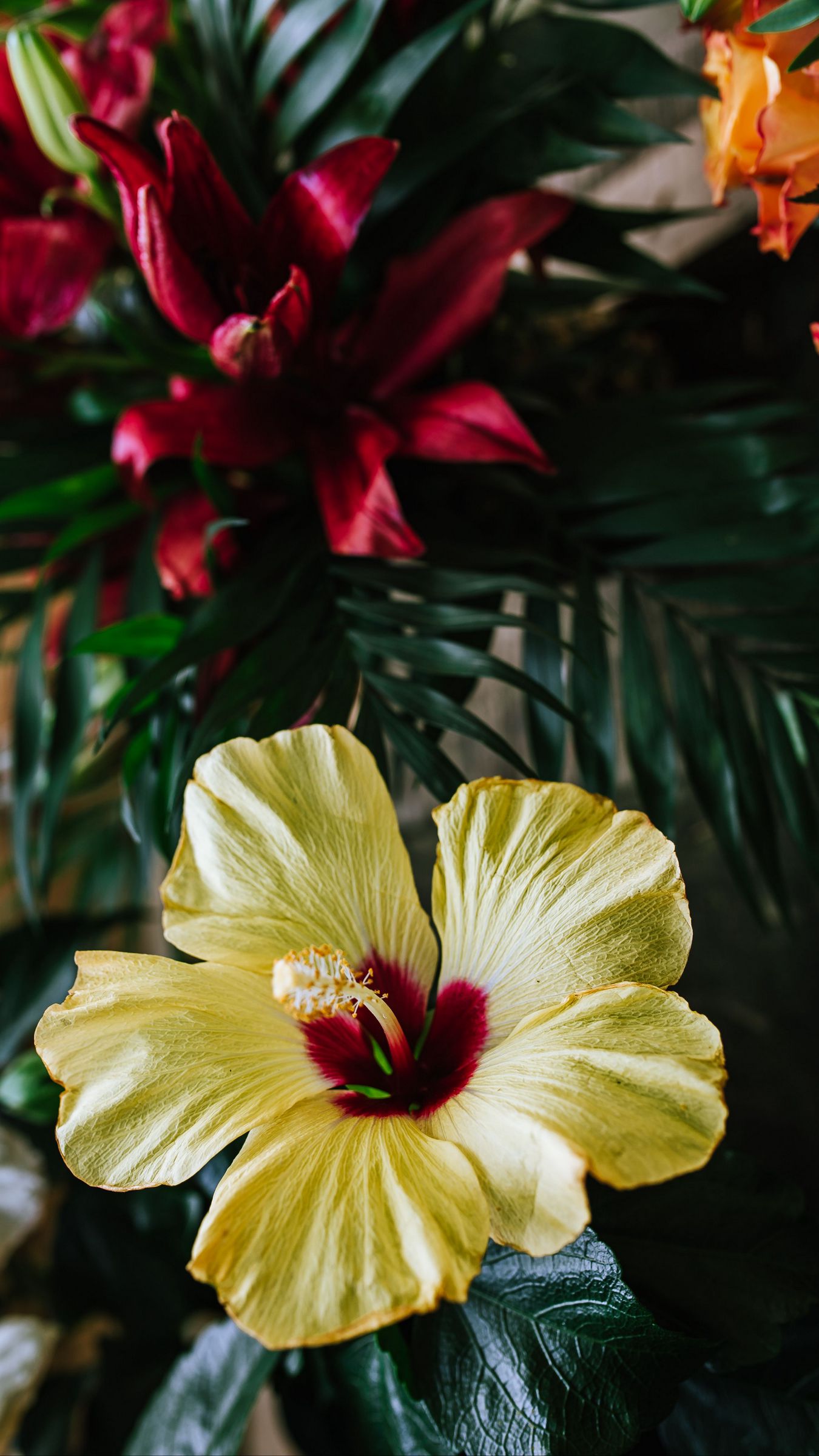 Hibiscus Flower Wallpaper Background Wallpaper Image For Free Download   Pngtree
