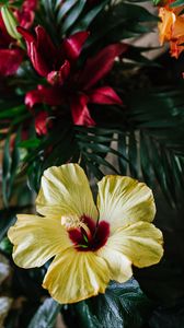Preview wallpaper hibiscus, flower, yellow, tropical, ecosite