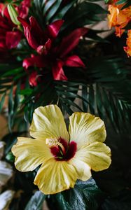 Preview wallpaper hibiscus, flower, yellow, tropical, ecosite