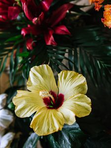 Preview wallpaper hibiscus, flower, yellow, tropical, ecosite