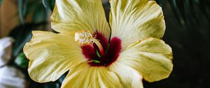 Preview wallpaper hibiscus, flower, yellow, tropical, ecosite