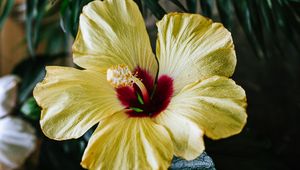 Preview wallpaper hibiscus, flower, yellow, tropical, ecosite