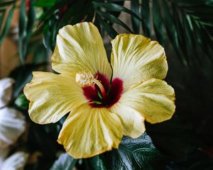 Preview wallpaper hibiscus, flower, yellow, tropical, ecosite