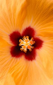 Preview wallpaper hibiscus, flower, yellow, macro, closeup