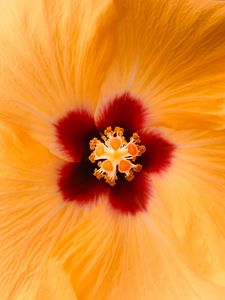 Preview wallpaper hibiscus, flower, yellow, macro, closeup