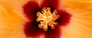 Preview wallpaper hibiscus, flower, yellow, macro, closeup