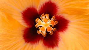 Preview wallpaper hibiscus, flower, yellow, macro, closeup